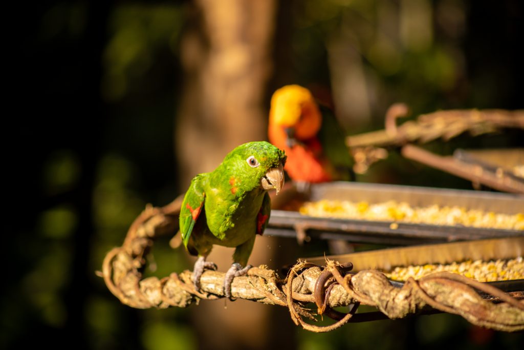 Um papagaio verde se alimenta em uma plataforma de madeira, com outra ave colorida ao fundo, rodeados pela vegetação natural no Parque das Aves em Foz do Iguaçu.