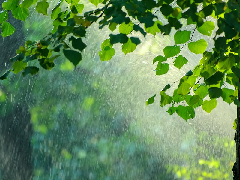 Close-up de folhas verdes com a luz do sol filtrando através delas, criando uma cena serena e refrescante enquanto uma chuva suave cai, desfocando o fundo com gotículas suaves.