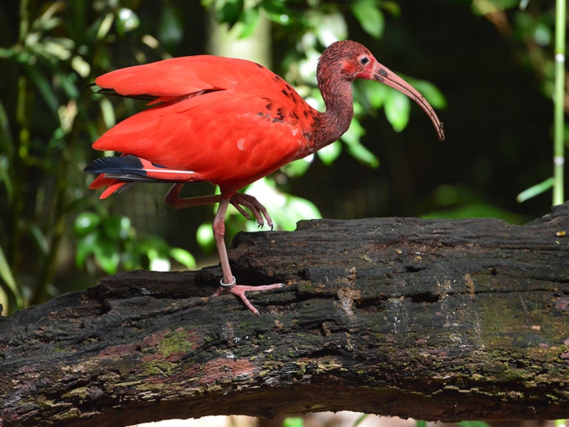 Um guará vermelho de plumagem vibrante está empoleirado em um tronco, com folhas verdes ao fundo, iluminado pela luz do sol. Mesmo em dias chuvosos, a exuberante fauna de Foz do Iguaçu, como o guará vermelho, oferece um espetáculo deslumbrante para os visitantes.