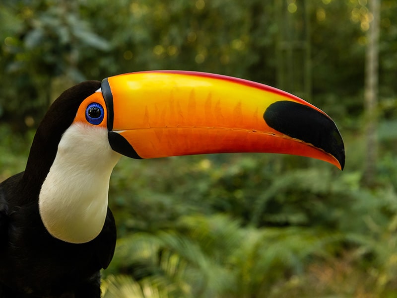 Parque das aves - Pontos Turísticos de Foz