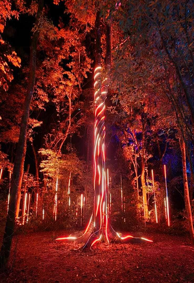 Árvore iluminada no Lumina Park, envolta em faixas de luz vermelha e laranja que realçam seu tronco, criando um visual hipnotizante em contraste com a escuridão da floresta ao redor. A iluminação ao redor das árvores, em tons quentes, traz um clima misterioso e mágico, proporcionando uma experiência visual única e imersiva.